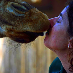 A kiss from a giraffe