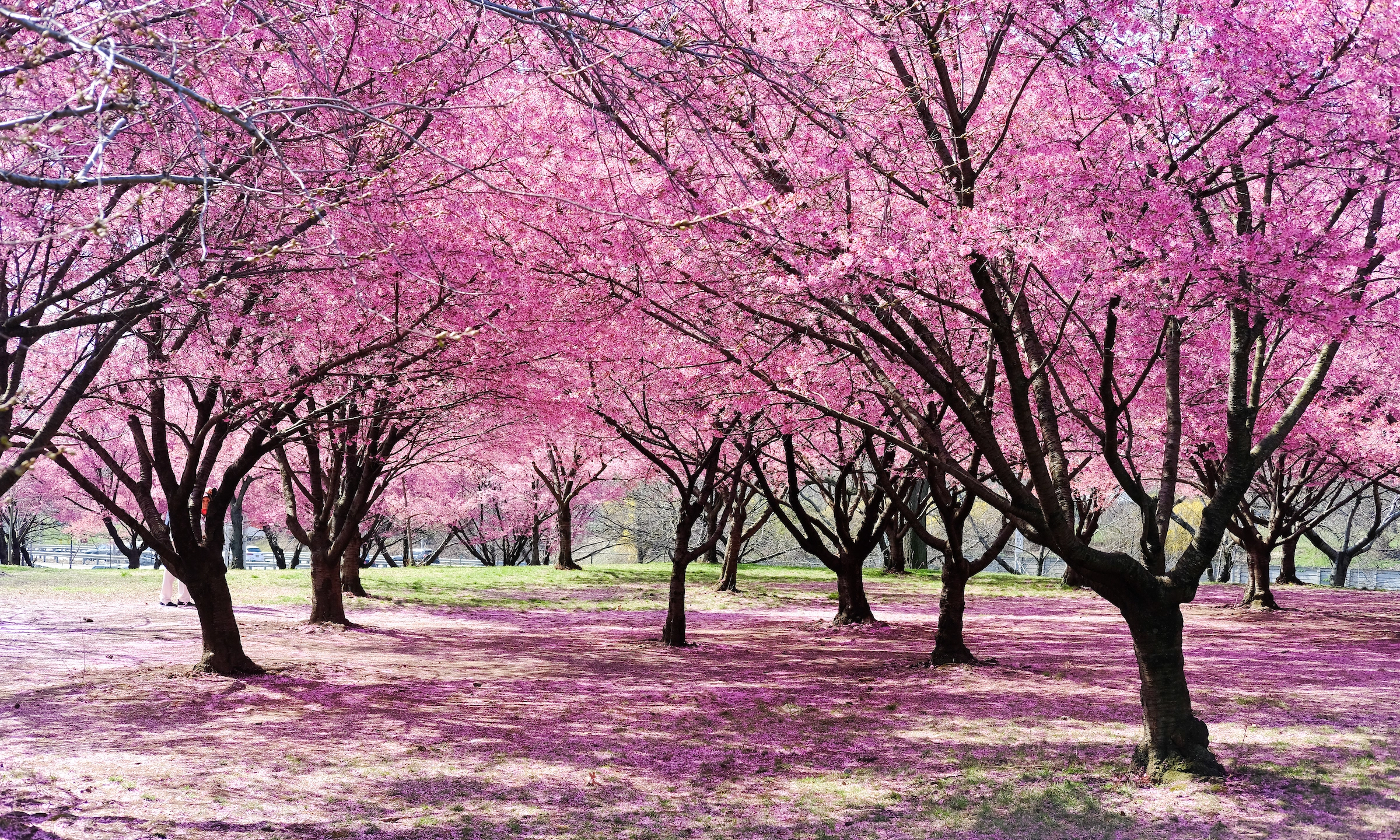 Cherry blossom tree in Japan