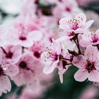 Cherry blossom flower in Japan