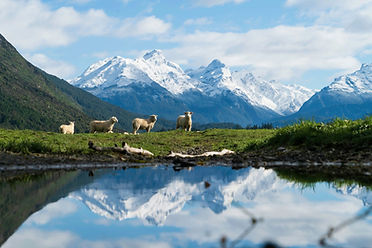 Holland America Sheep new-zealand-as-359141037.jpg