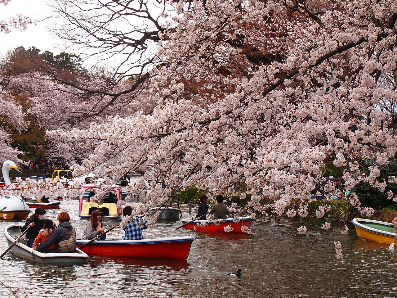 People looking at cherry blossoms in a river