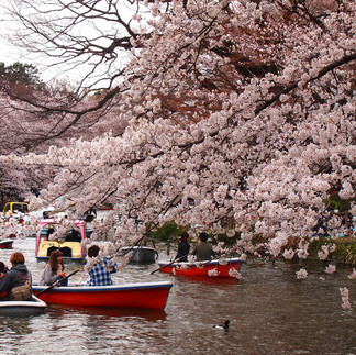 People looking at cherry blossoms in a river