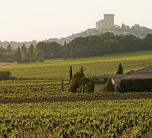 Vignoble chateau neuf du pape.png