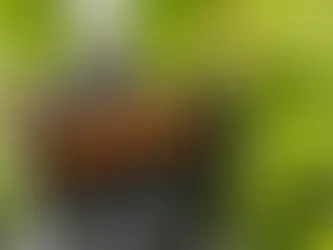 Bring die Amalfiküste in deine Küche mit der Kunst der perfekten Schärfe