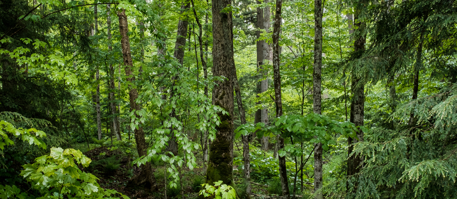 Partner Blog on Invasive Species: From the National Aquarium