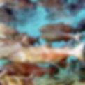 505EBB2D-BF88-447B-BDD4-B98FD57B55D5.jpeg
