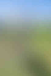 1º Event ACF The Day Of Elegance Day 2024, Daniel Mergulhao