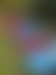 Clássicos Portugal 2 Encontro vw Aircooled Käfer Galicia 2025