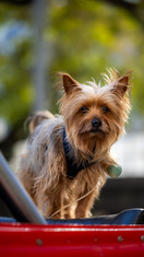 Automóveis clássicos invadem Benfica na Praça do Fonte Nova