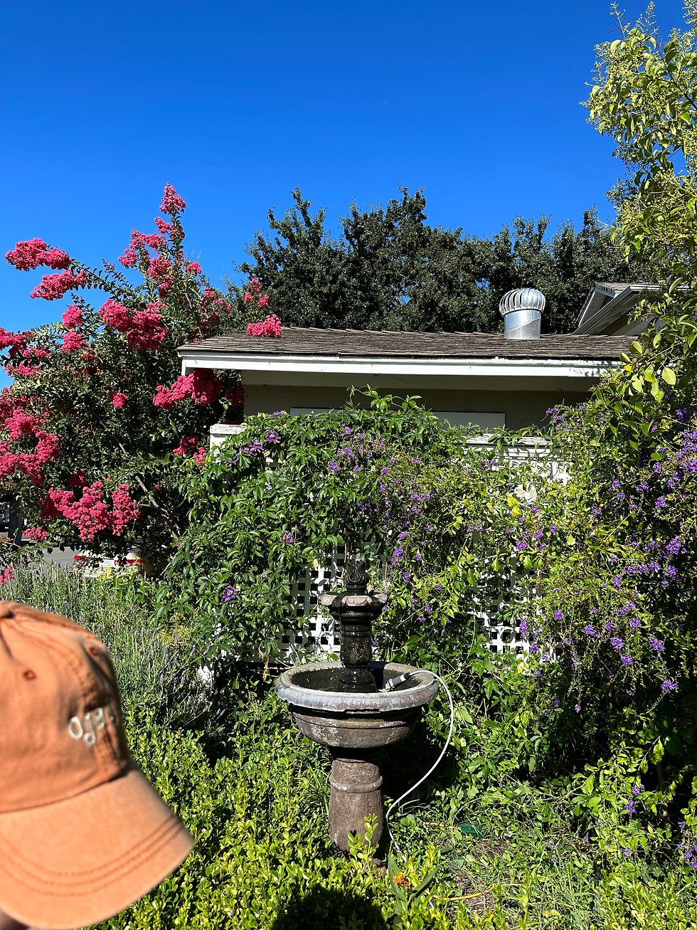 walking through the ojai valley inn town and lavender inn