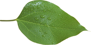 leaf.png