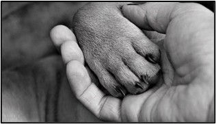 Is it okay to leave your pet during euthanasia: The Quiet Heartache Behind Euthanasia Decisions