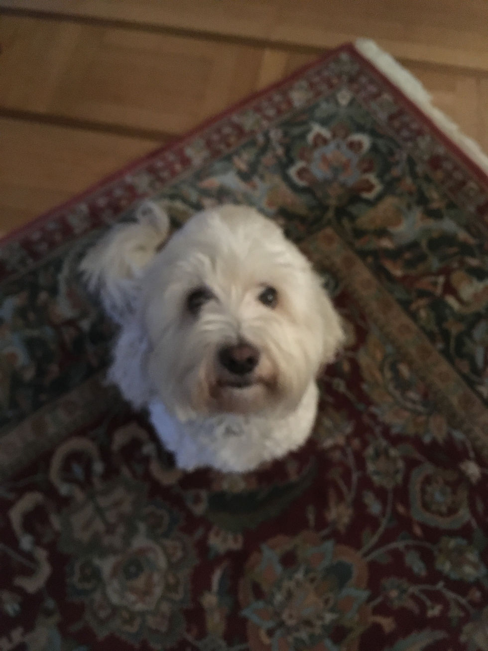 Goodbye, Sweet Dog