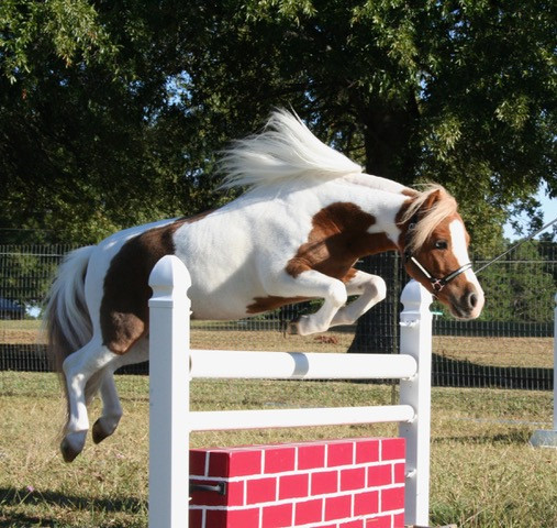 Sid, Horse Hugs, caregiving