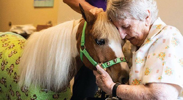 miniature horse therapy, equine therapy, senior care, in home care