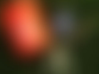 Indigo Dyeing Party!