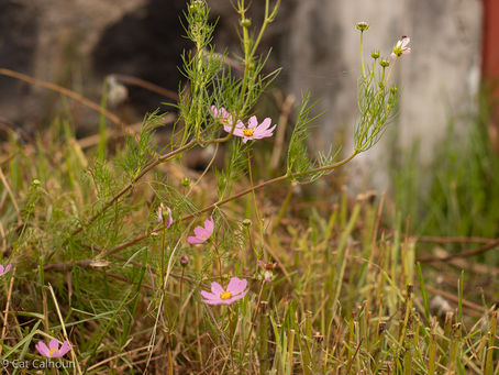 Cosmos
