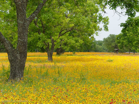 Wildflowers at the LBJ Ranch