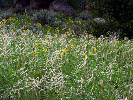 Grasses