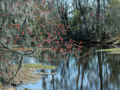 Red blossoms