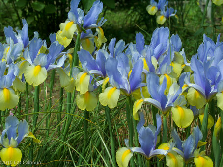 Blue and yellow irises