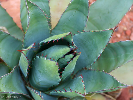 Succulent impressions