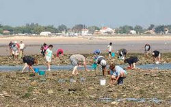 ramassage de fruits de mer