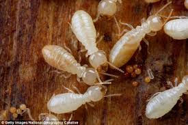 termites.jpeg
