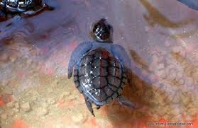 Turtle Release