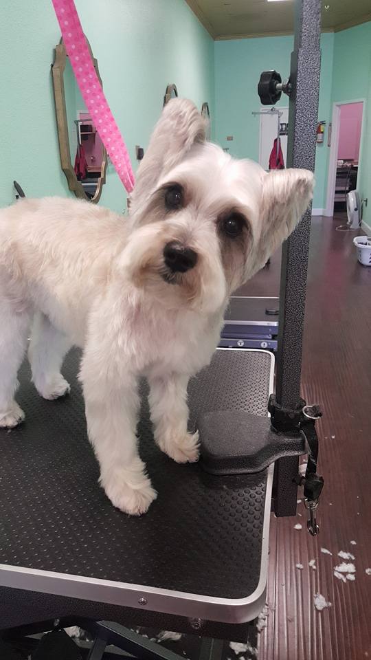 Dog Grooming Palm Desert Barking Beauties