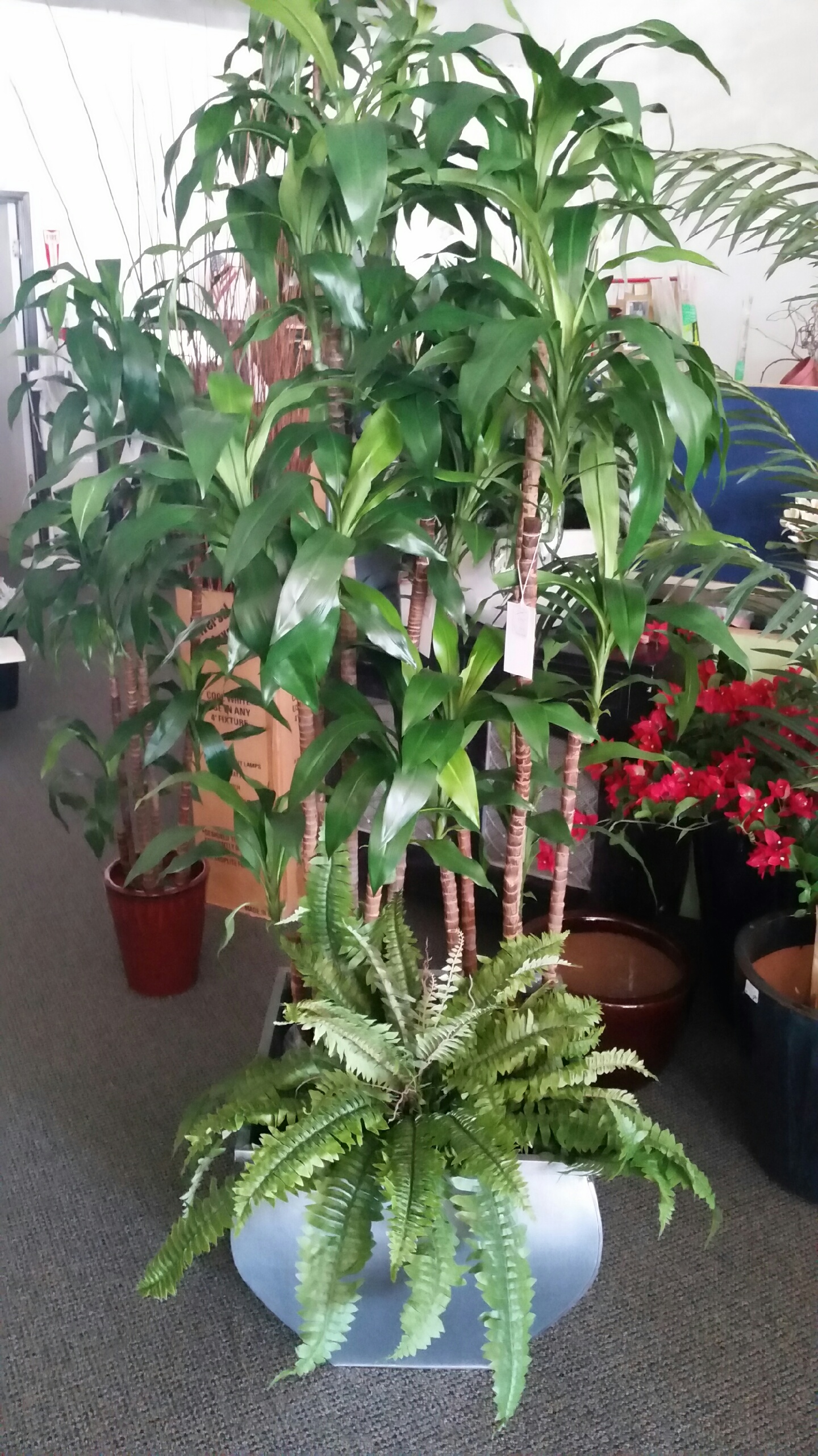 Gallery Cathedral City Silk Forest