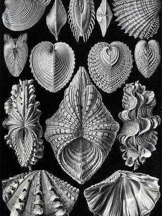 Becoming an Oyster Before Christmas