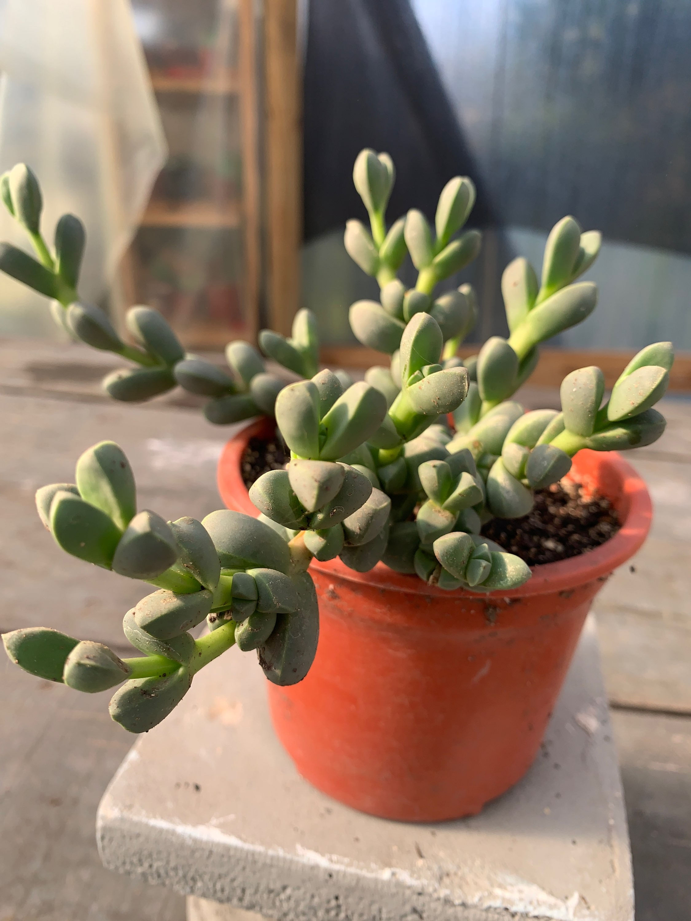 Astridia Velutina | Aizoáceas