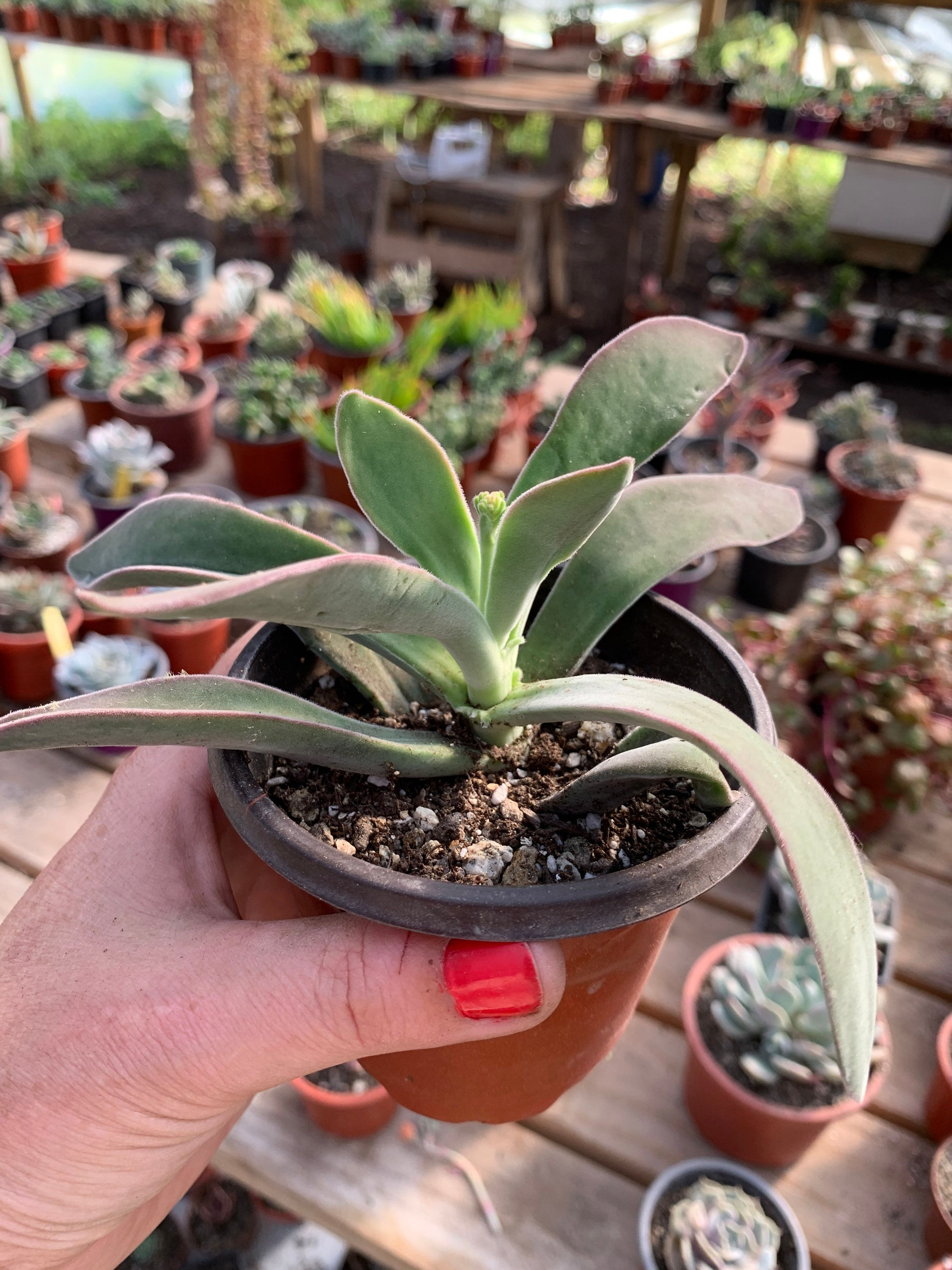 Crassula Cephalophora | Suculentas