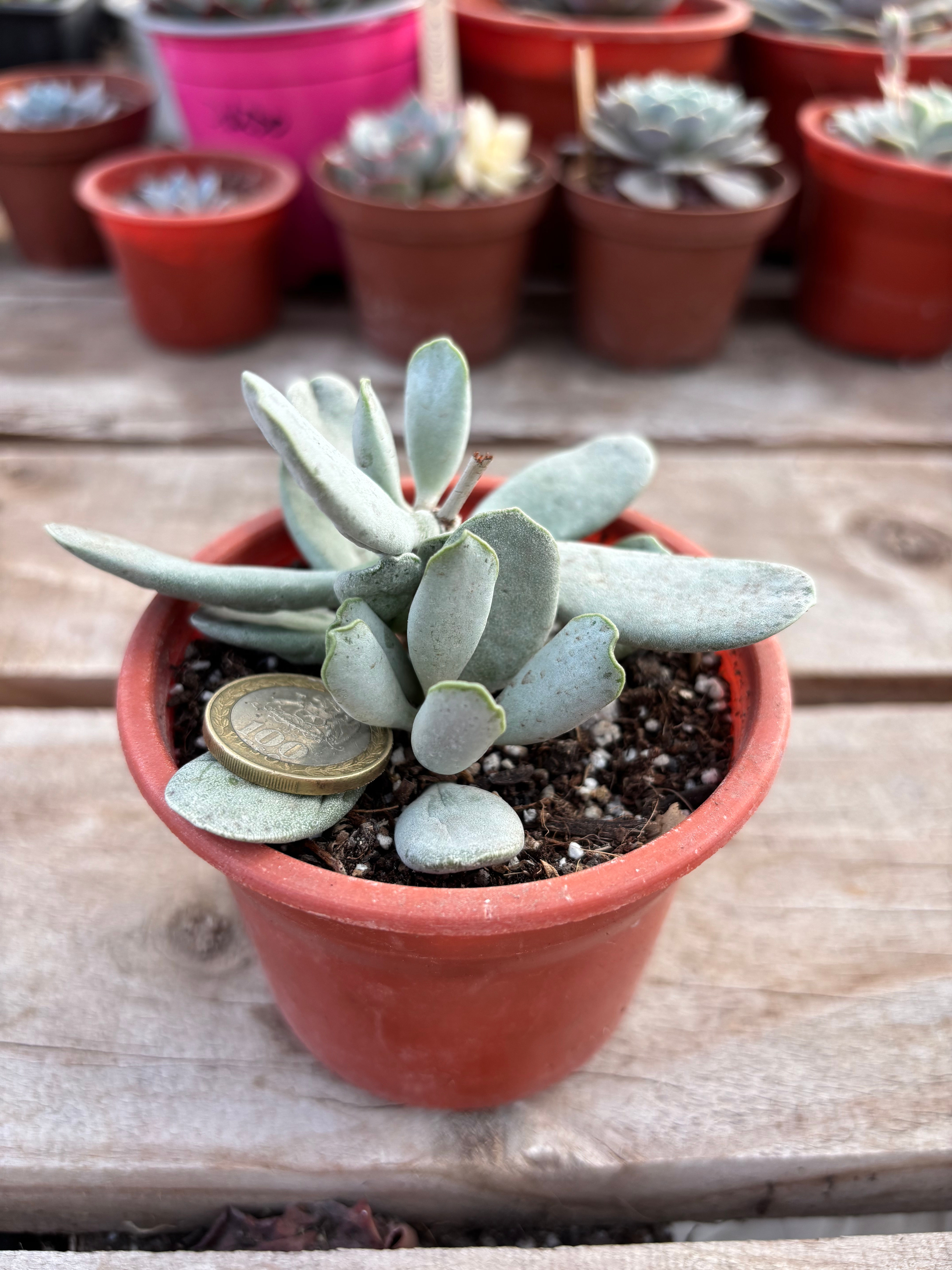 Adromischus Umbraticola  | Azeoaceae