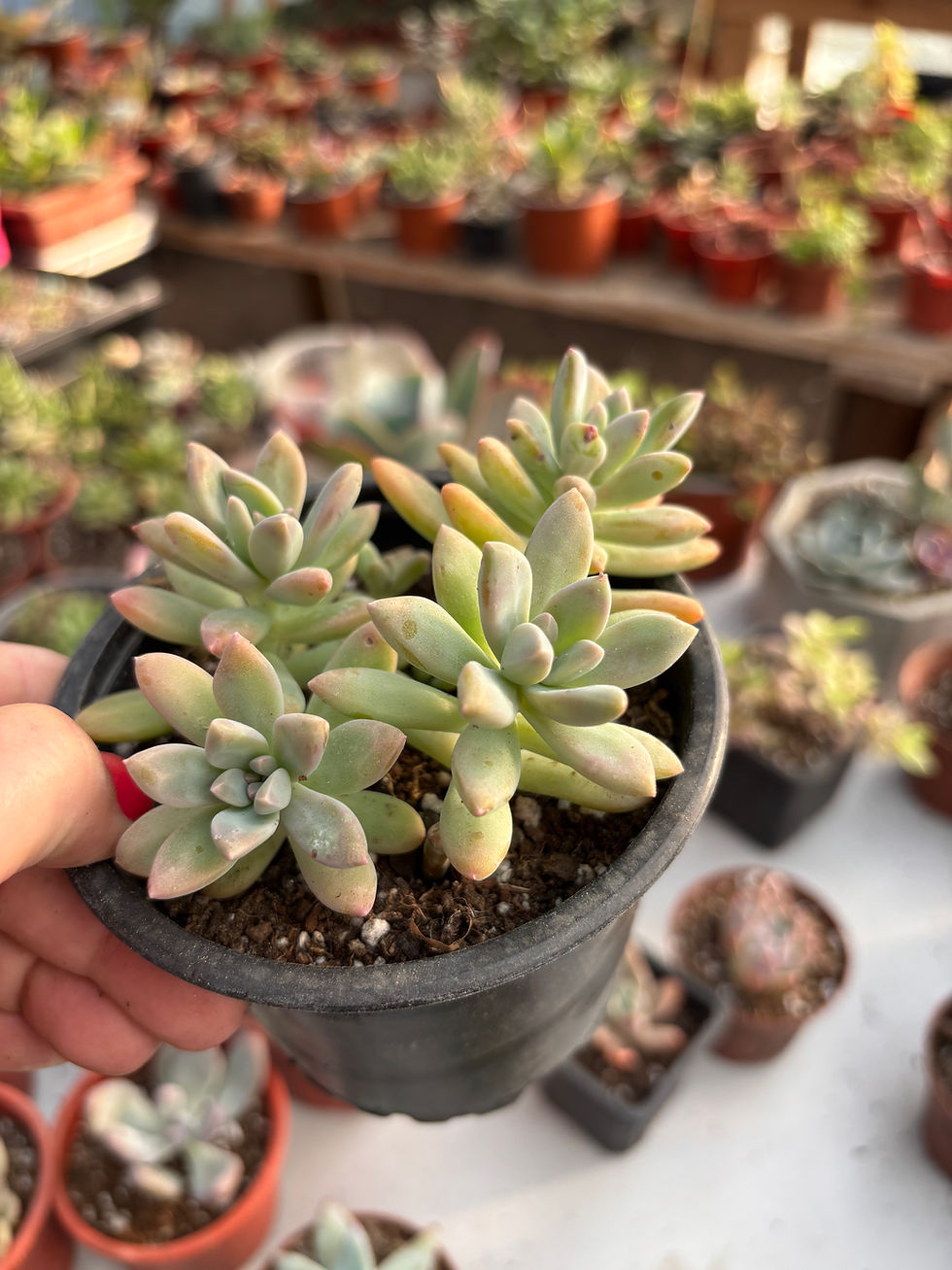 Miniatura: Graptosedum Francesco Baldi | Suculentas