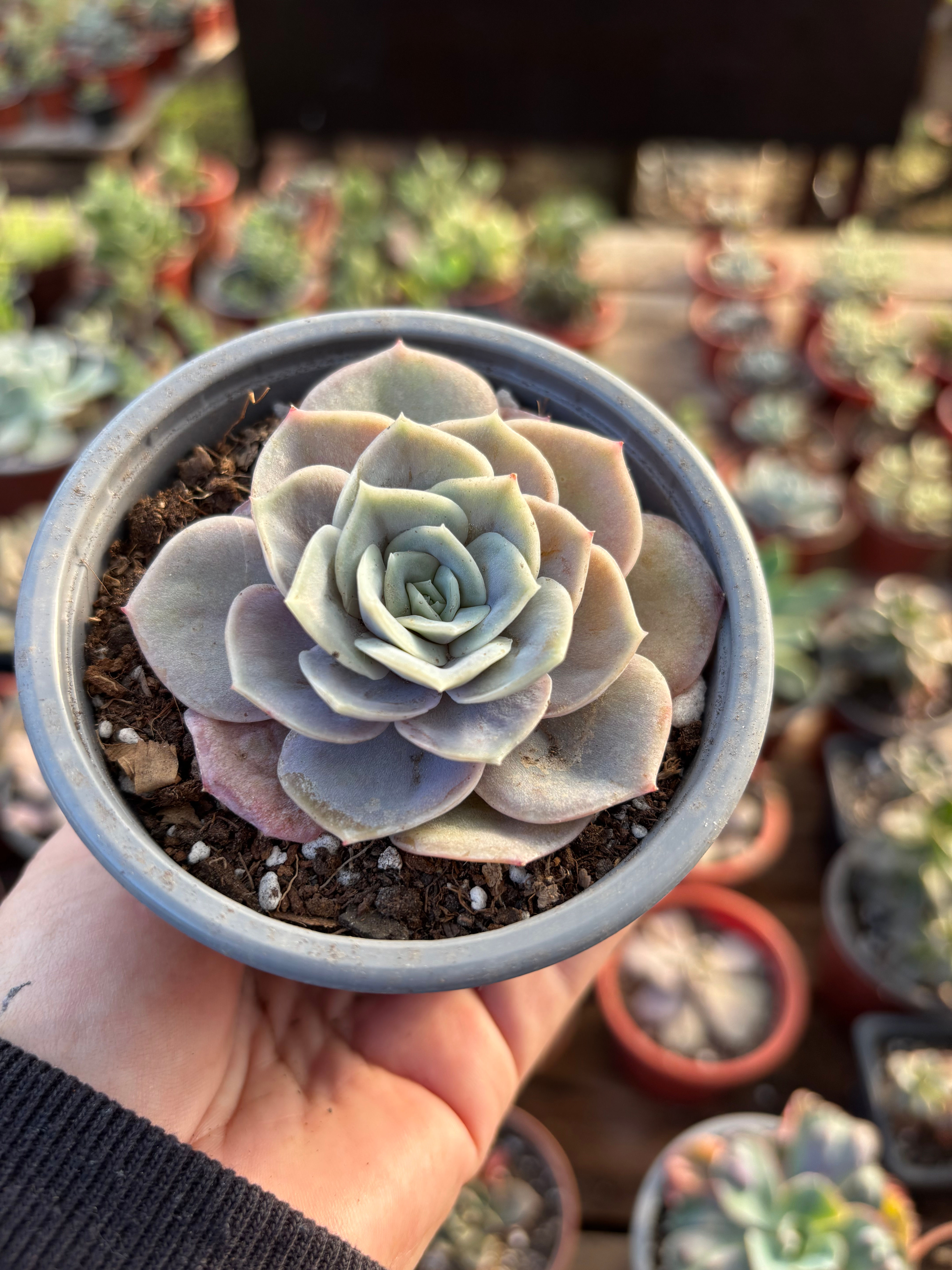 Echeveria blue surprise | Suculenta