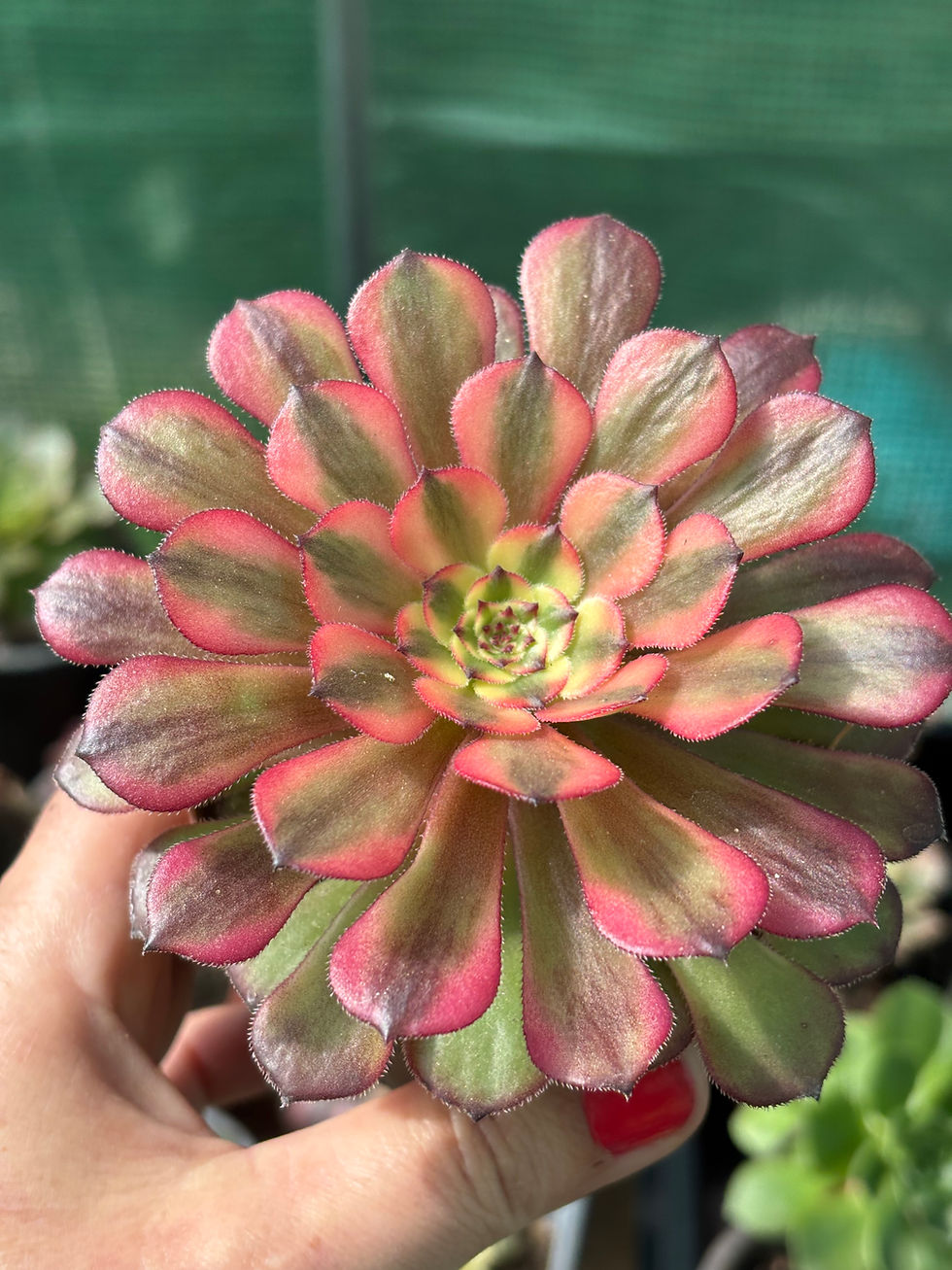 Miniatura: Aeonium Dangerous Beauty | Suculenta 