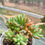 Miniatura: Sedum Pachyphyllum | Suculentas