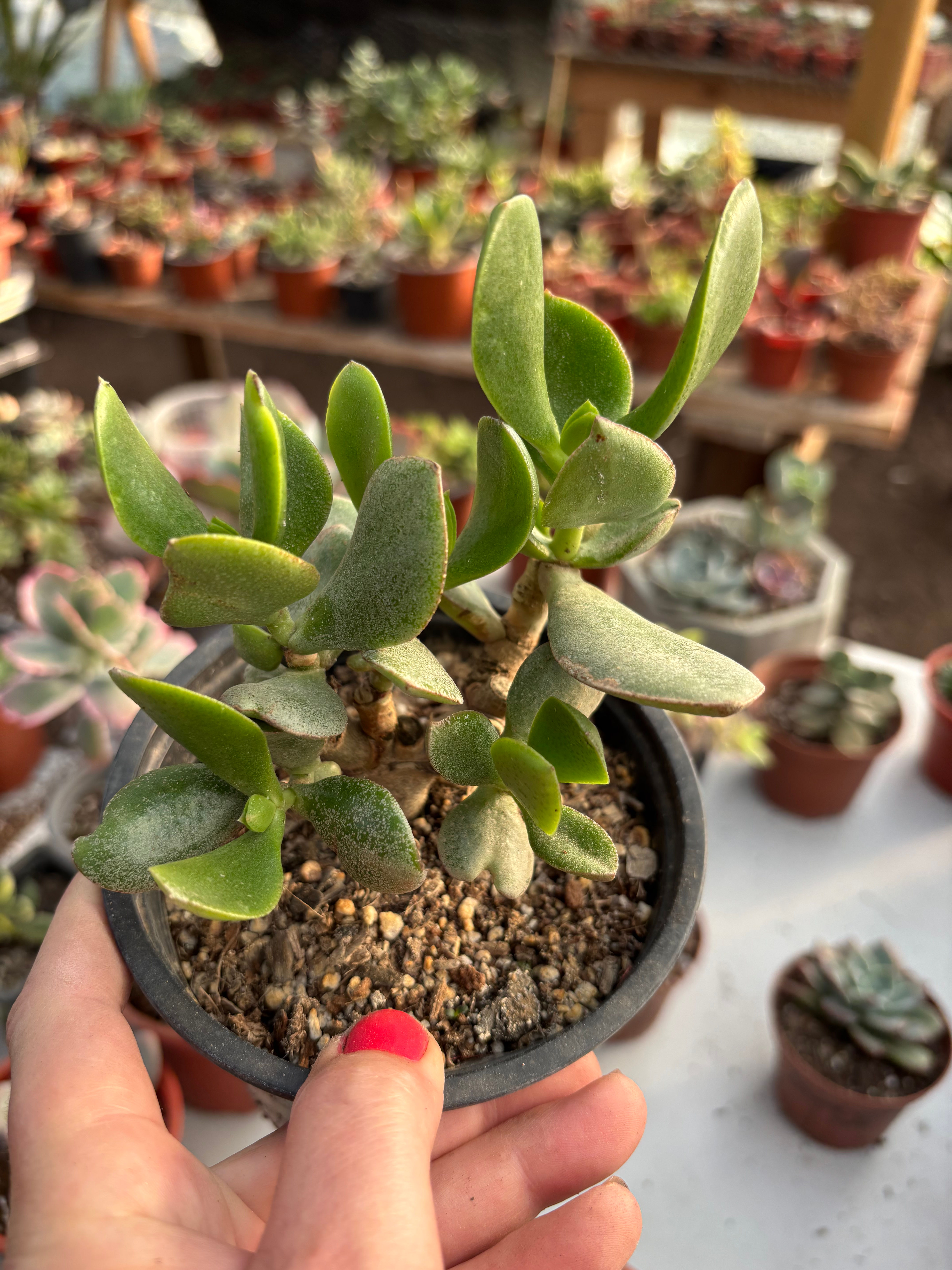 Cotyledon Velutina | Suculentas