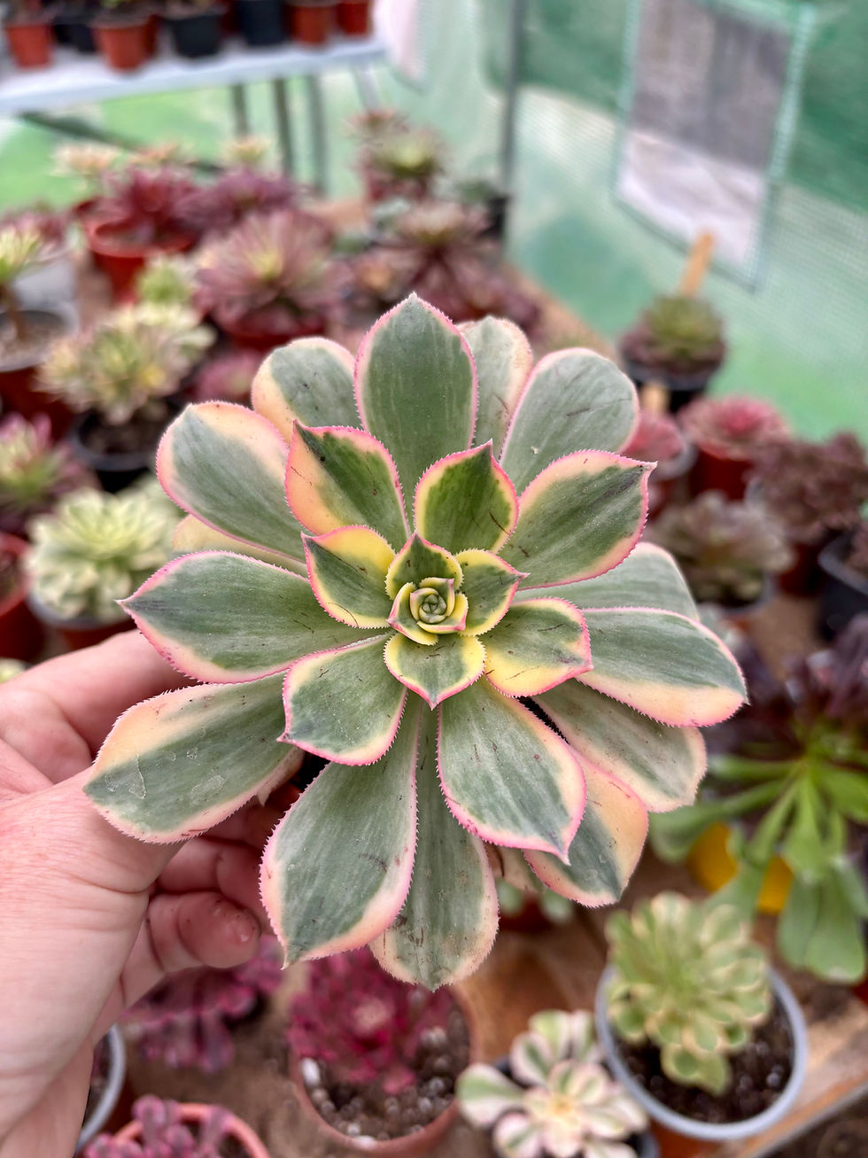 Miniatura: Aeonium  Sunburst |  Suculentas