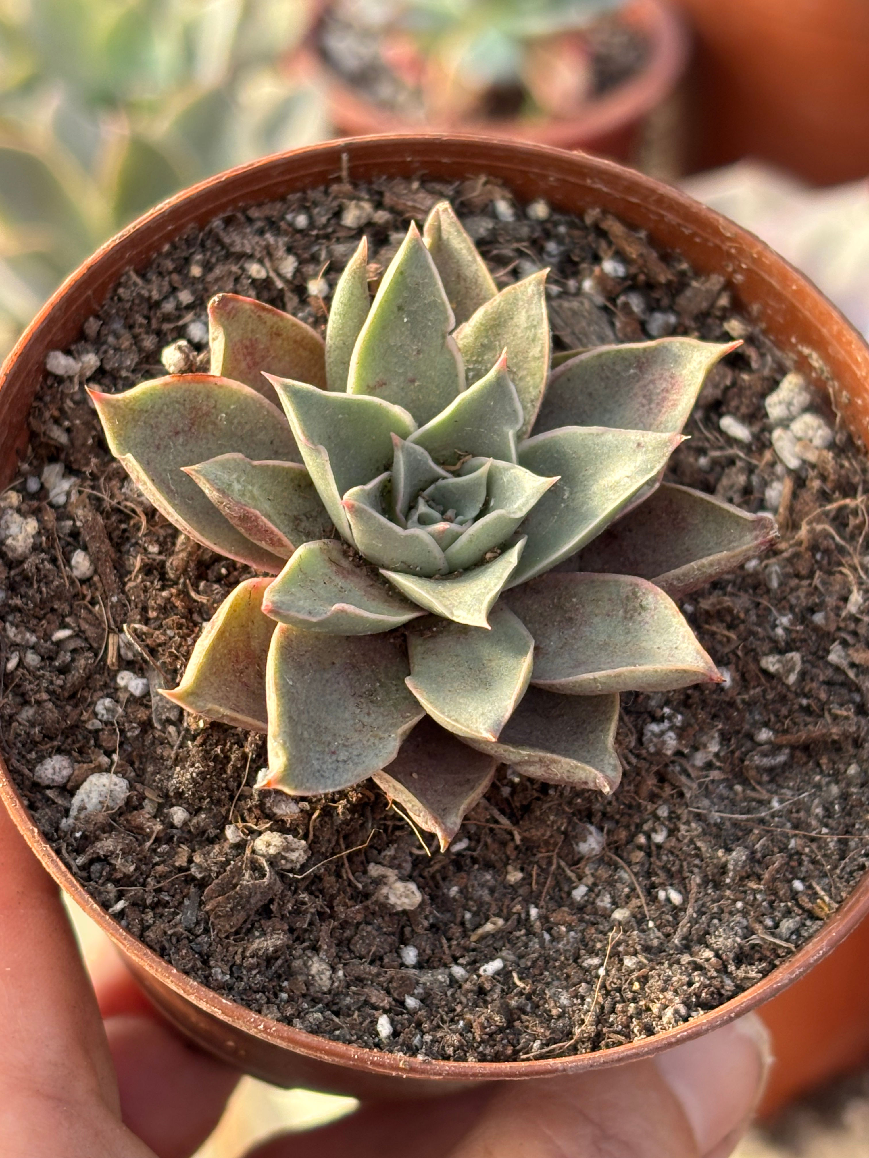 Echeveria Punita | Suculenta 