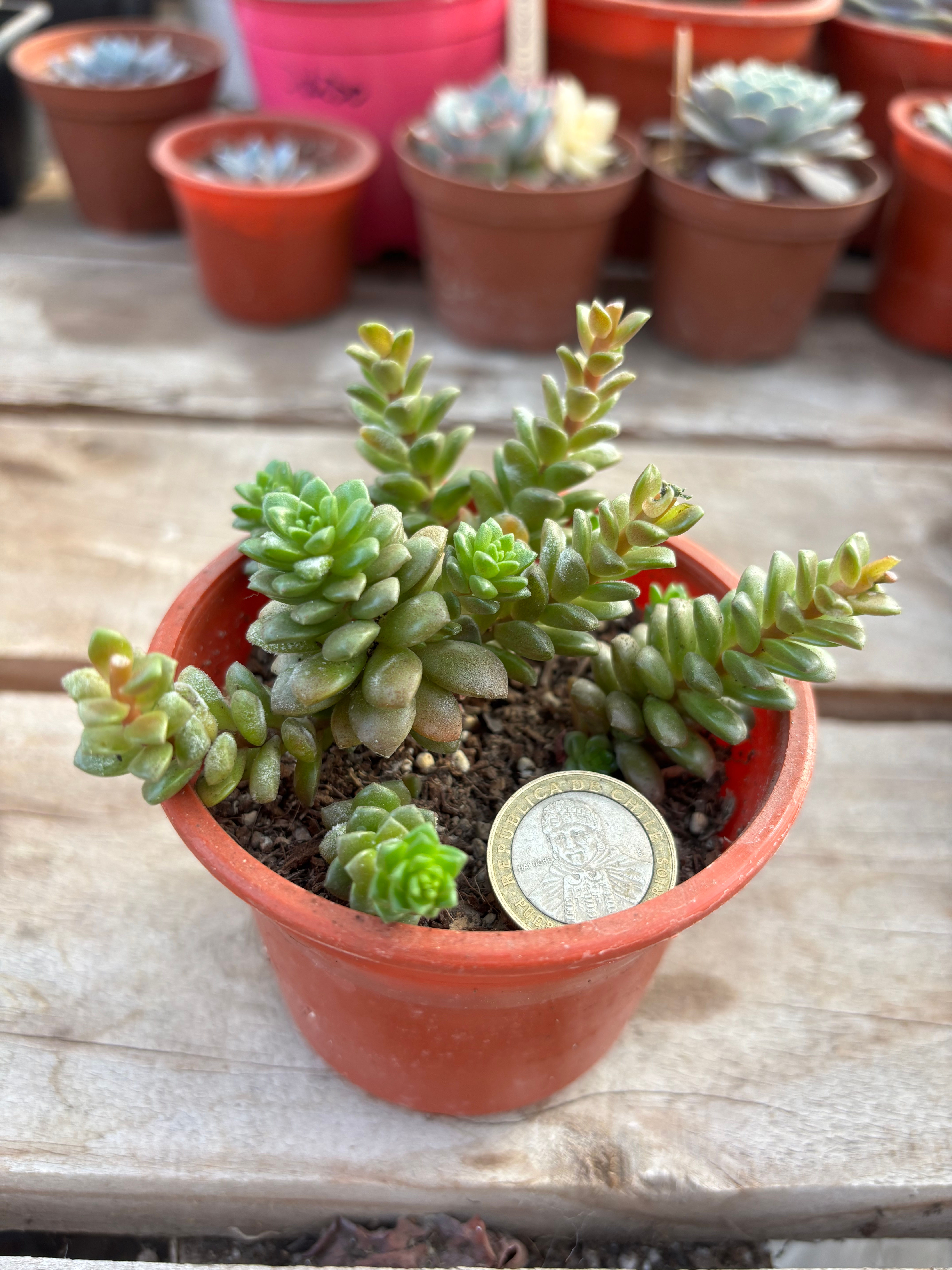 Cremnosedum Little Gem | Suculentas