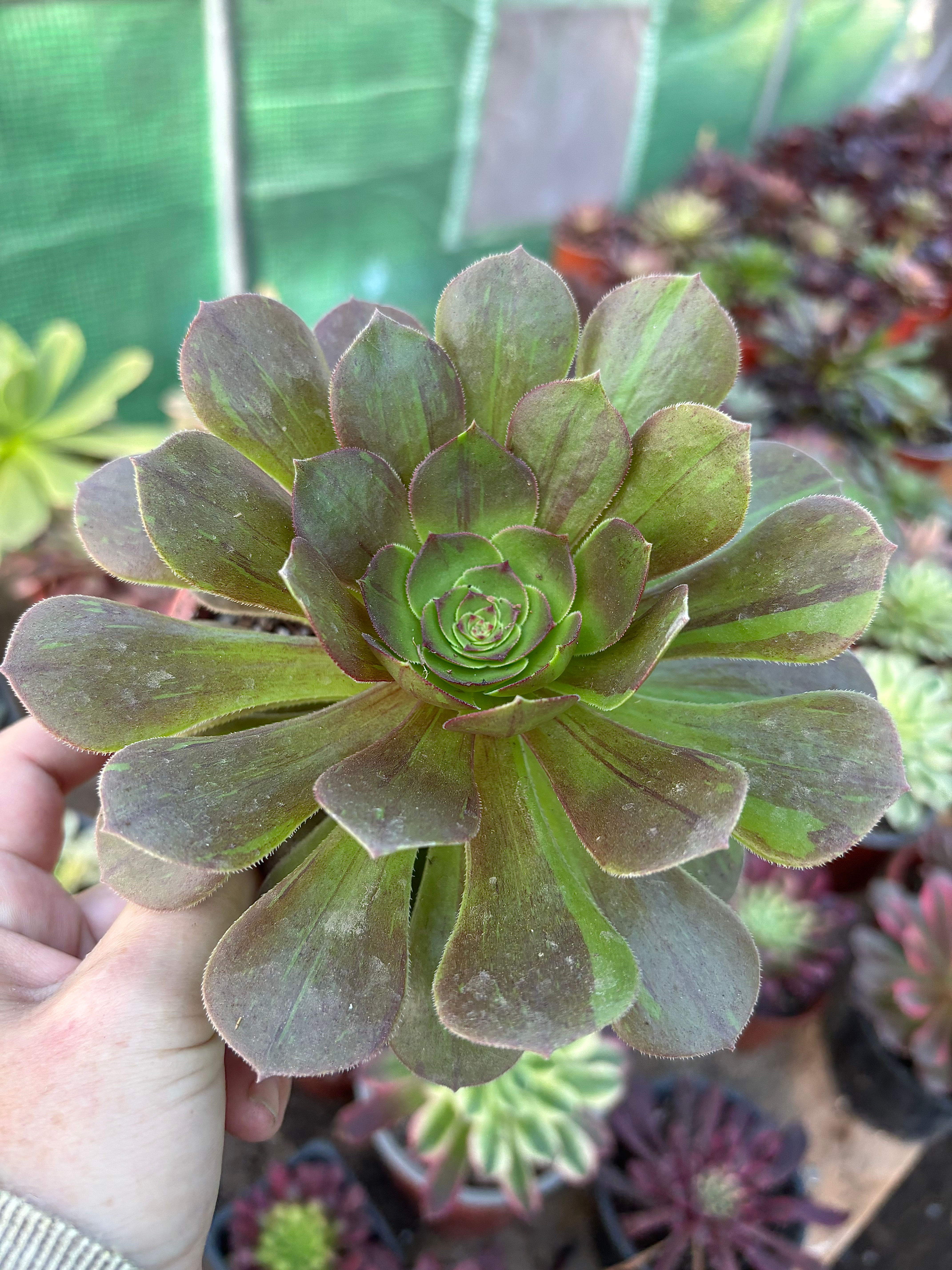 Aeonium  black Evil | Suculentas 