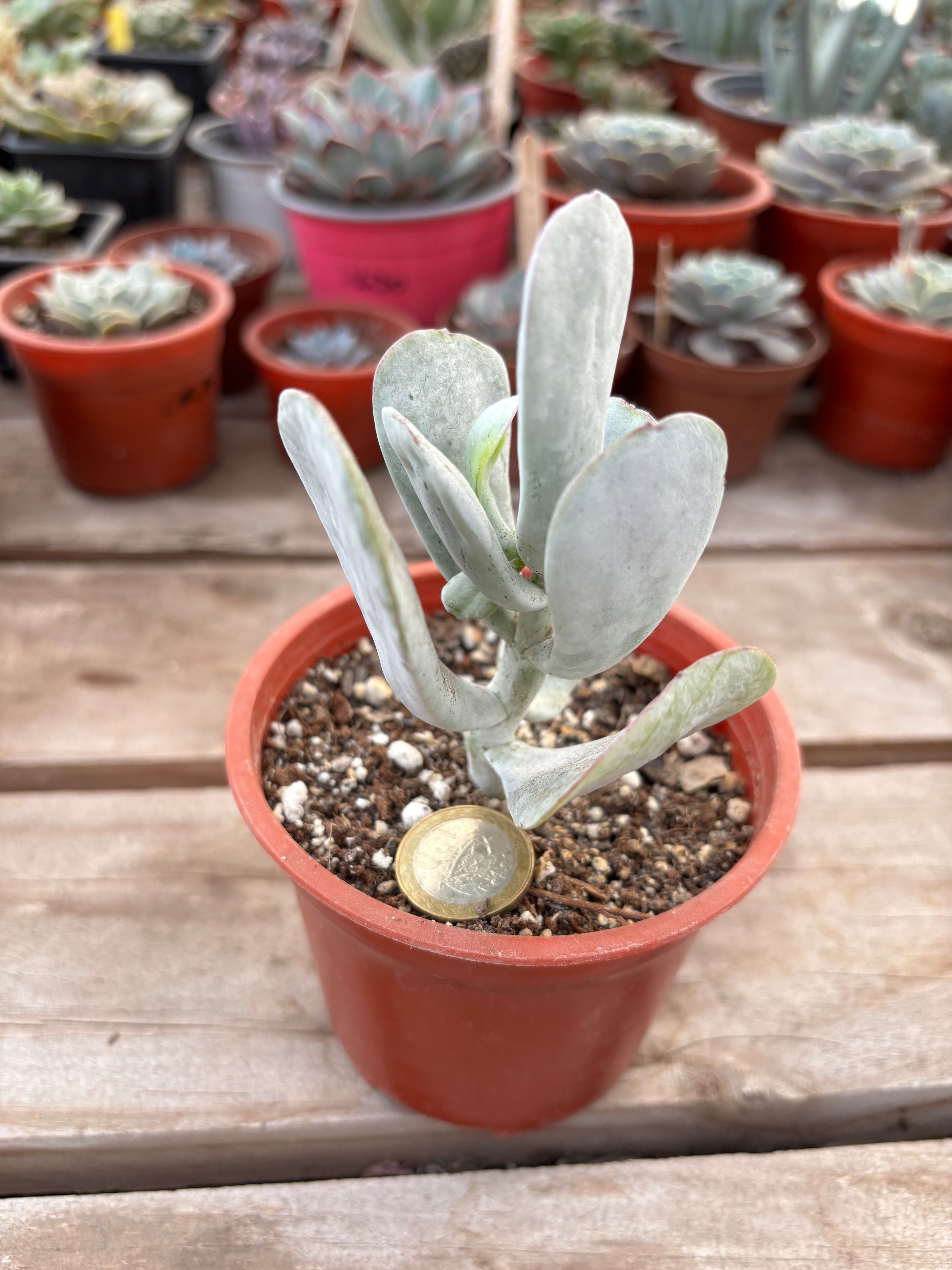Cotyledon Orbiculata | Suculentas