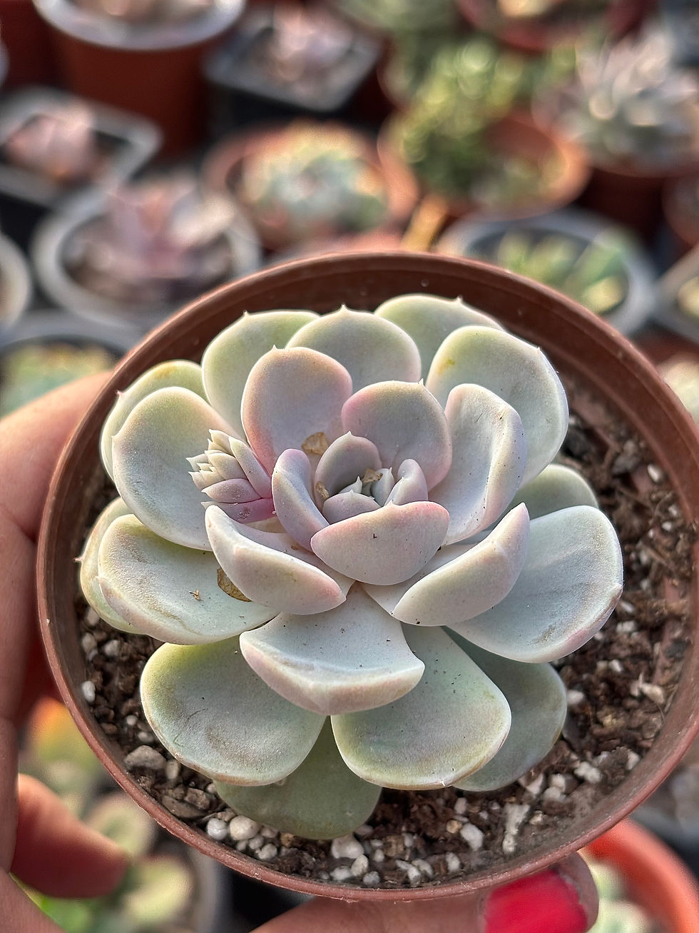 Miniatura: Echeveria Tiny Burger | suculentas 