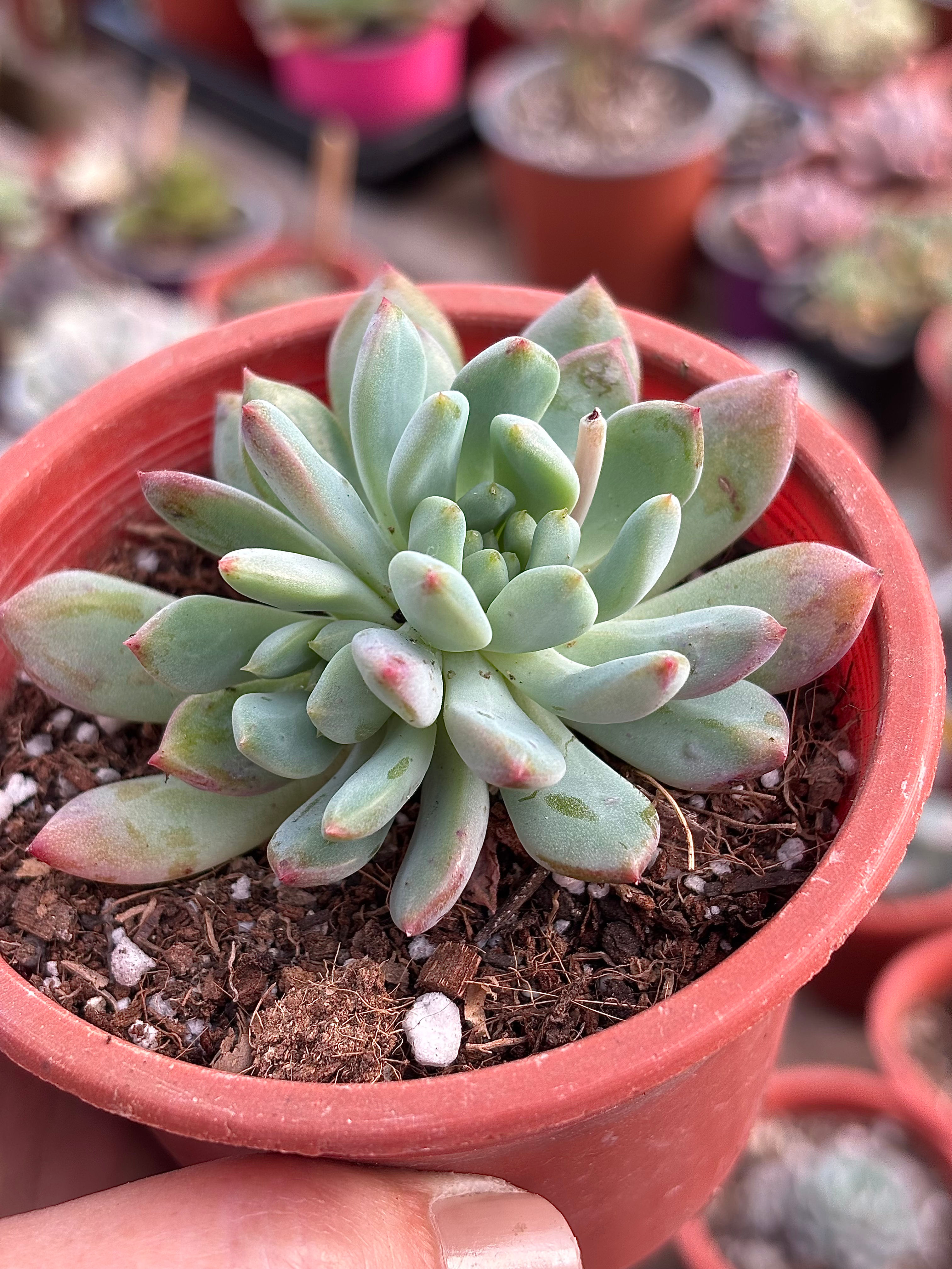 Sedeveria Hummelii | Suculentas 
