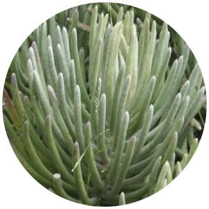 Miniatura: Senecio Scaposus | Suculenta