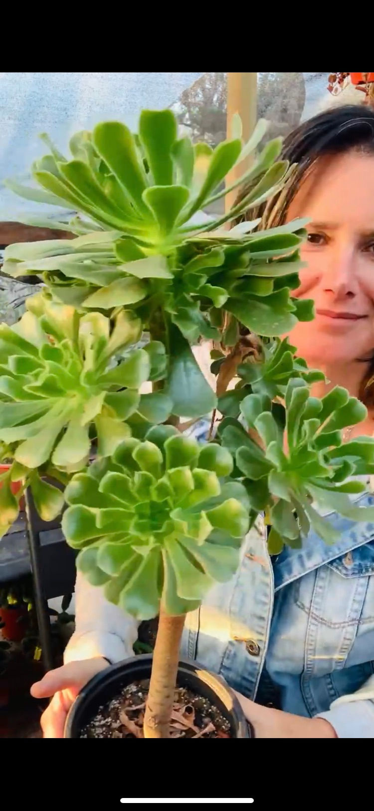 Miniatura: Aeonium Arboreum | Suculentas
