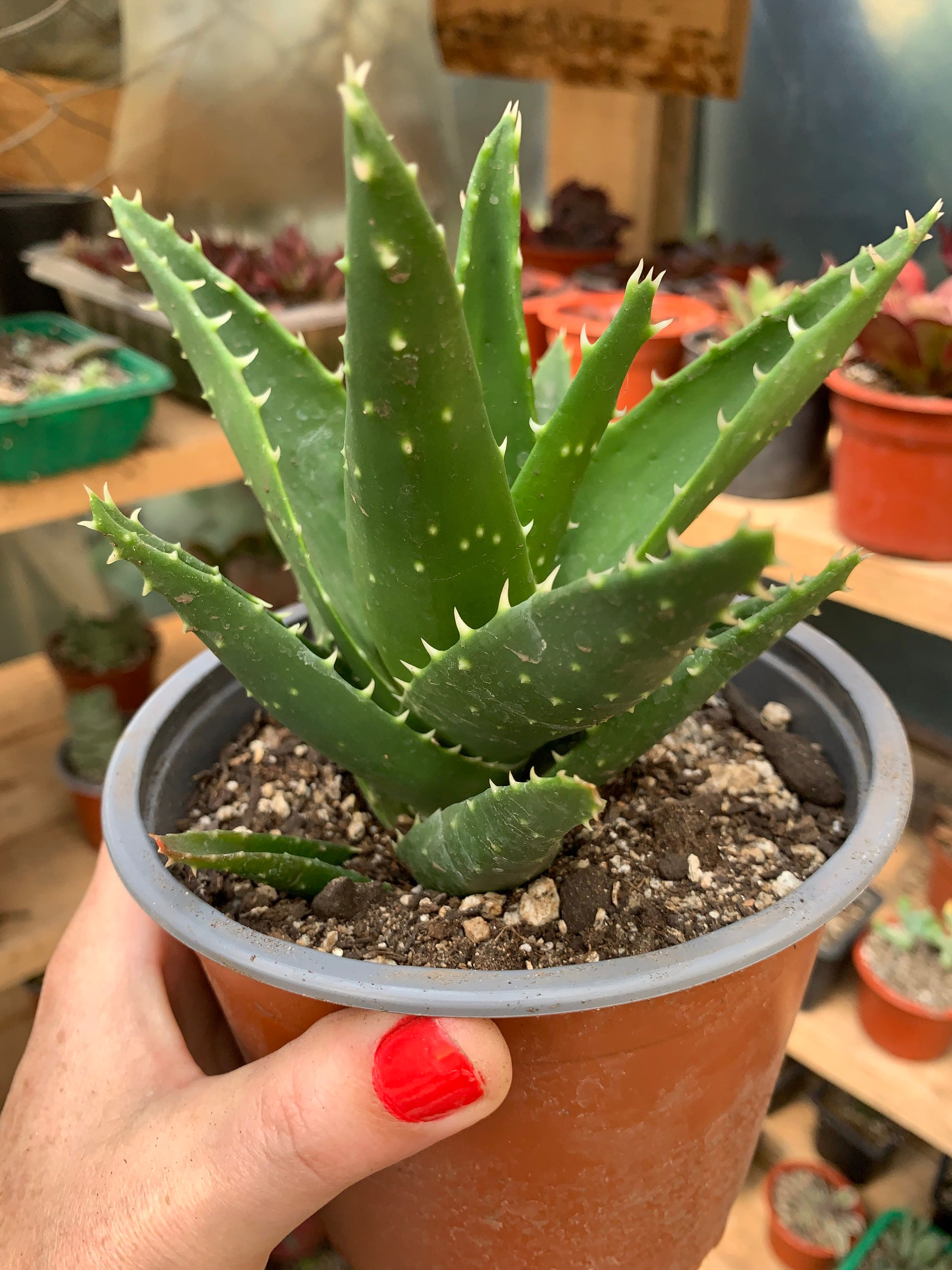 Aloe Perfoliata | Suculentas